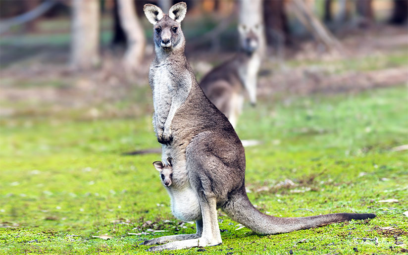 Photo of a kangaroo and her joey