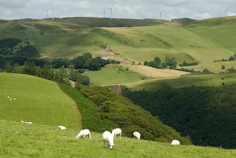 Photo of sheep grazing in the countryside
