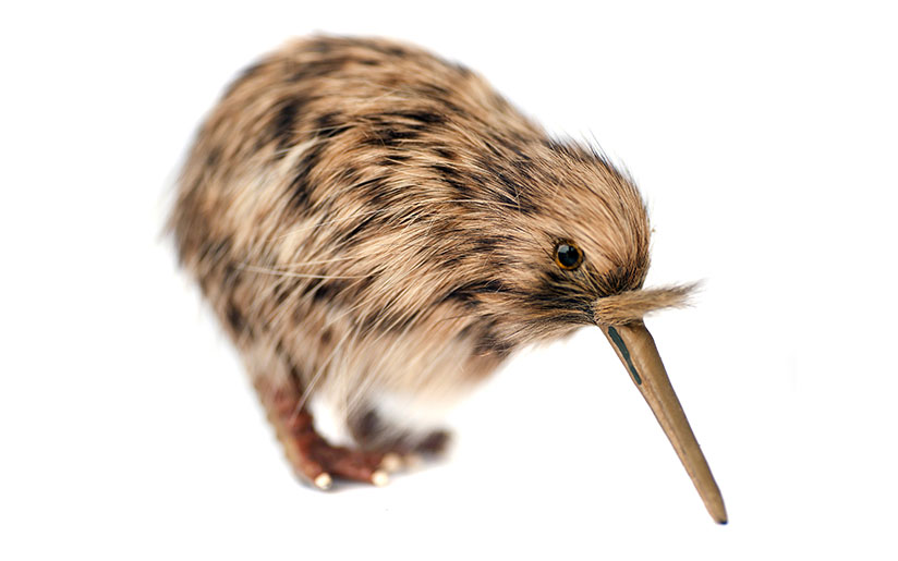 Photo of kiwi – a bird native to New Zealand