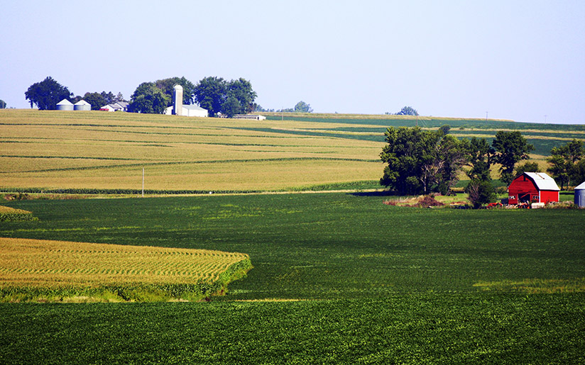 Photo of cornfields and farm houses in Iowa