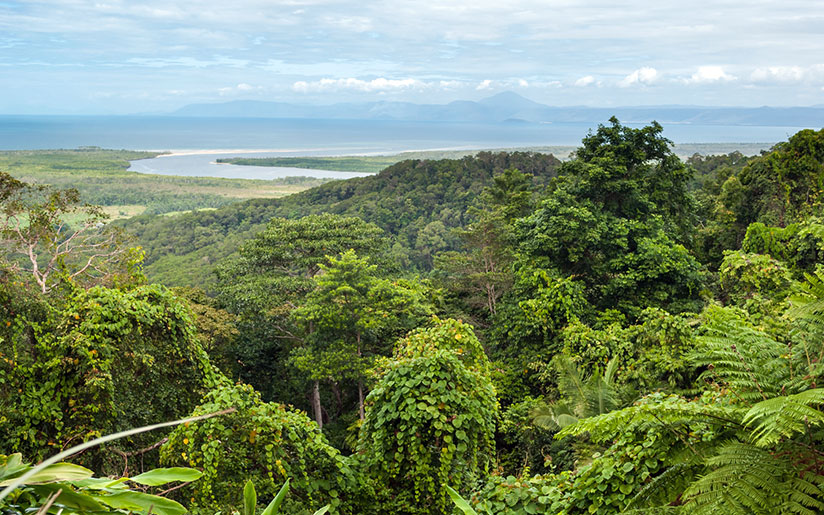 Photo of Daintree National Park in Queensland